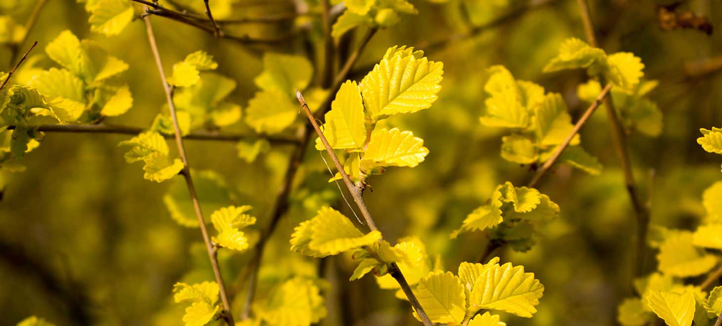 壟上精量點播栽培法